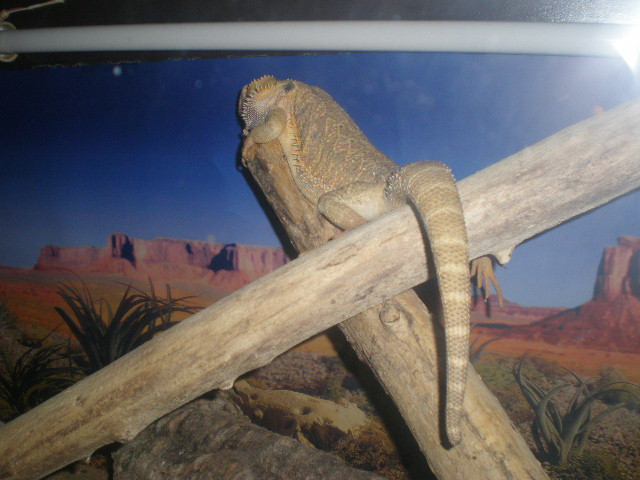 mes pogona ^^ Pc020110