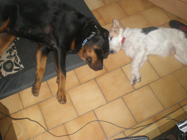 Mes petits chiens d'amour  Pc020210
