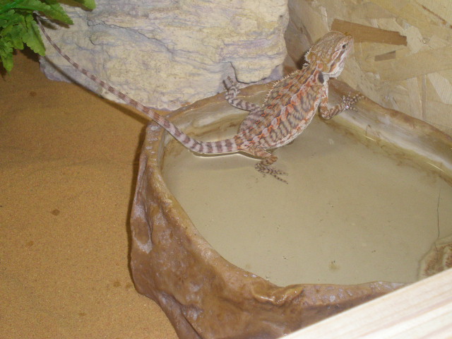 Mes reptiles - Page 2 Pc030213
