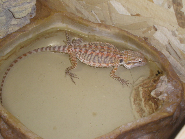 Mes reptiles - Page 2 Pc030214