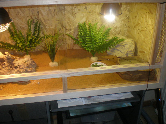 terrarium pogona temporaire Pc050115