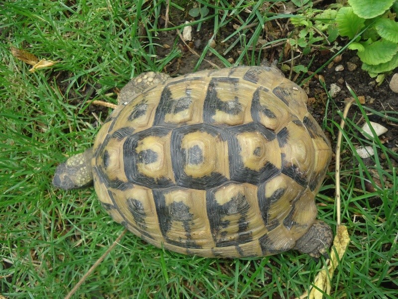 Identification de deux tortues 111