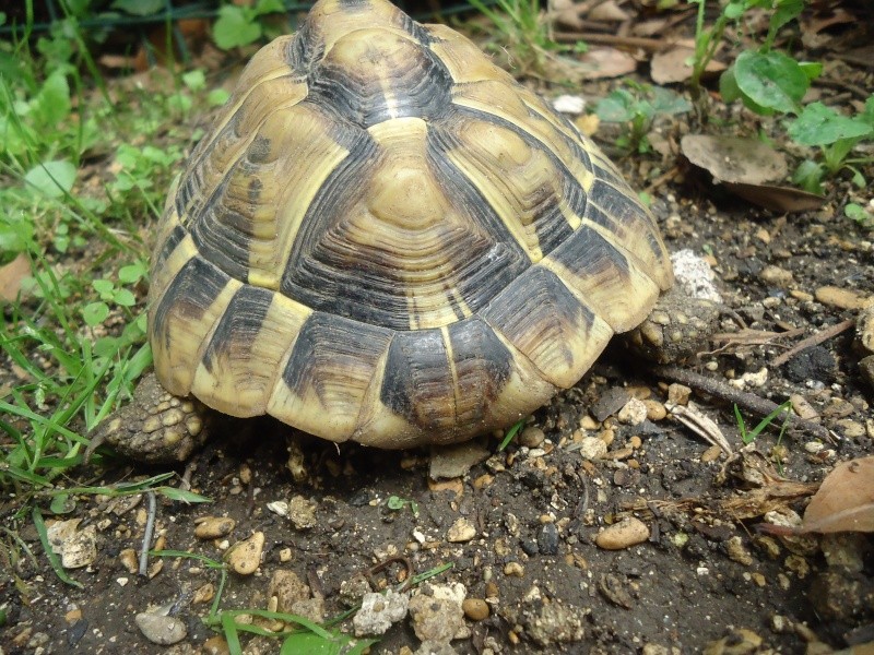 Identification de deux tortues 210