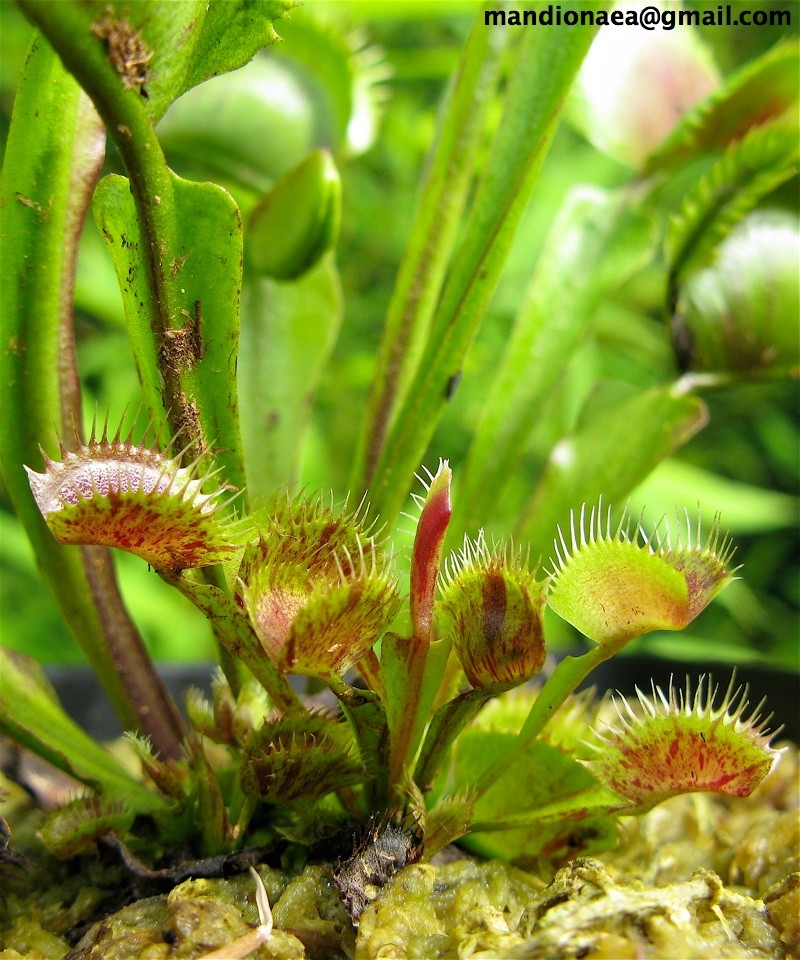 Dionaea "Spotty" Img_0310