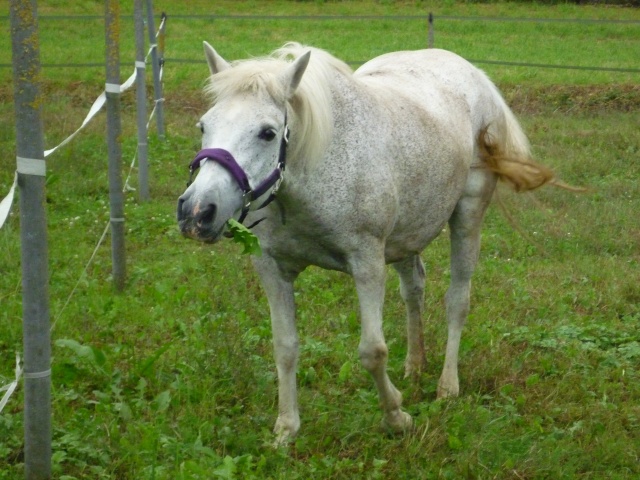 LOLA - ONC Selle typée Camargue née en 1999 - adoptée en juillet 2011 par maya67 P1020317