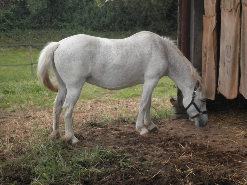 LOLA - ONC Selle typée Camargue née en 1999 - adoptée en juillet 2011 par maya67 P8070014