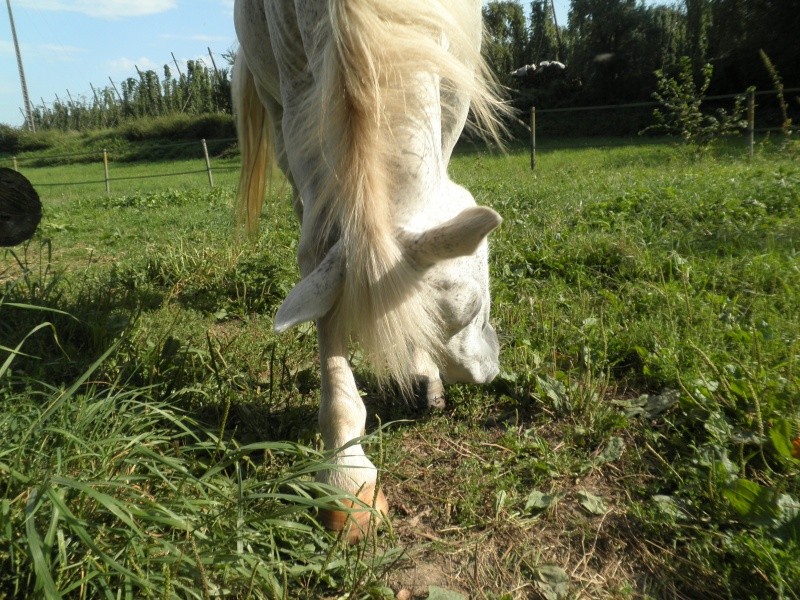 LOLA - ONC Selle typée Camargue née en 1999 - adoptée en juillet 2011 par maya67 P8230315