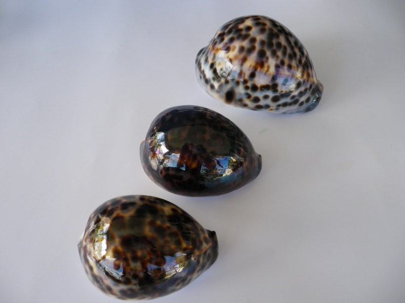 Cypraea tigris tigris Linnaeus, 1758 - Page 5 Imgp2014