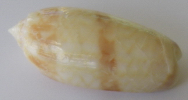 Miniaceoliva miniacea miniacea (Röding, 1798) Oliva_10
