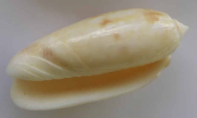 Miniaceoliva miniacea miniacea (Röding, 1798) Oliva_11