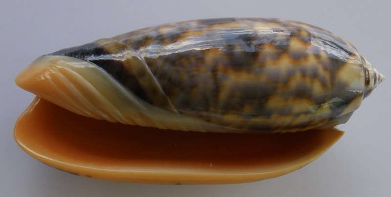 Miniaceoliva miniacea miniacea (Röding, 1798) Olivia12