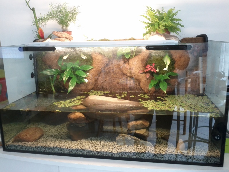 Mon paludarium  Img_2033