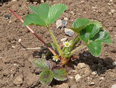 Chutes de neige tardives Fraise10