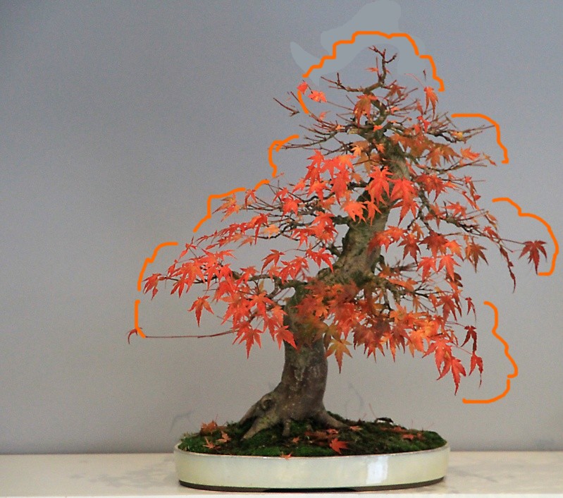 7 years work on a acer palmatum obtained from a garden center Acer10