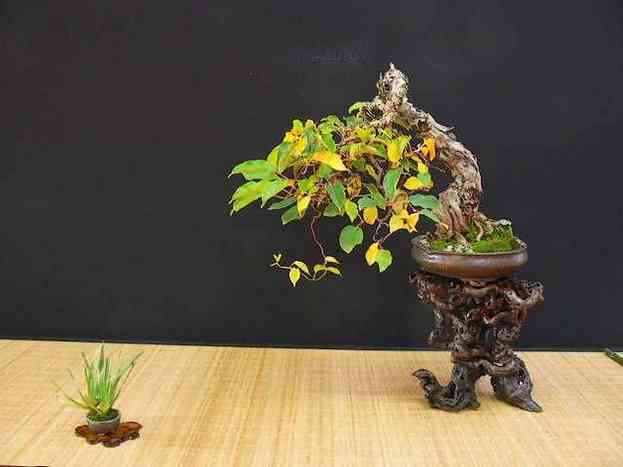 Rare species of bonsai - Page 4 Actini10