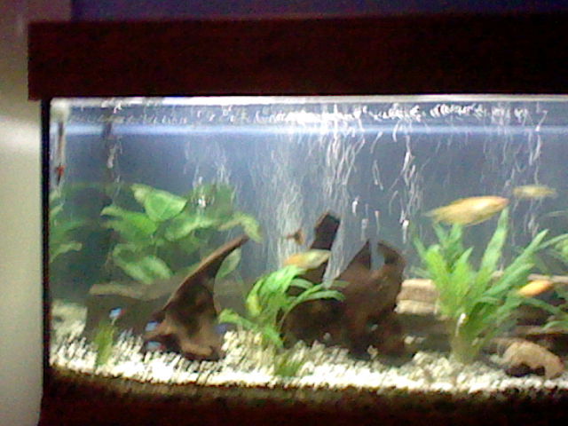 mon aquarium Hni_0026