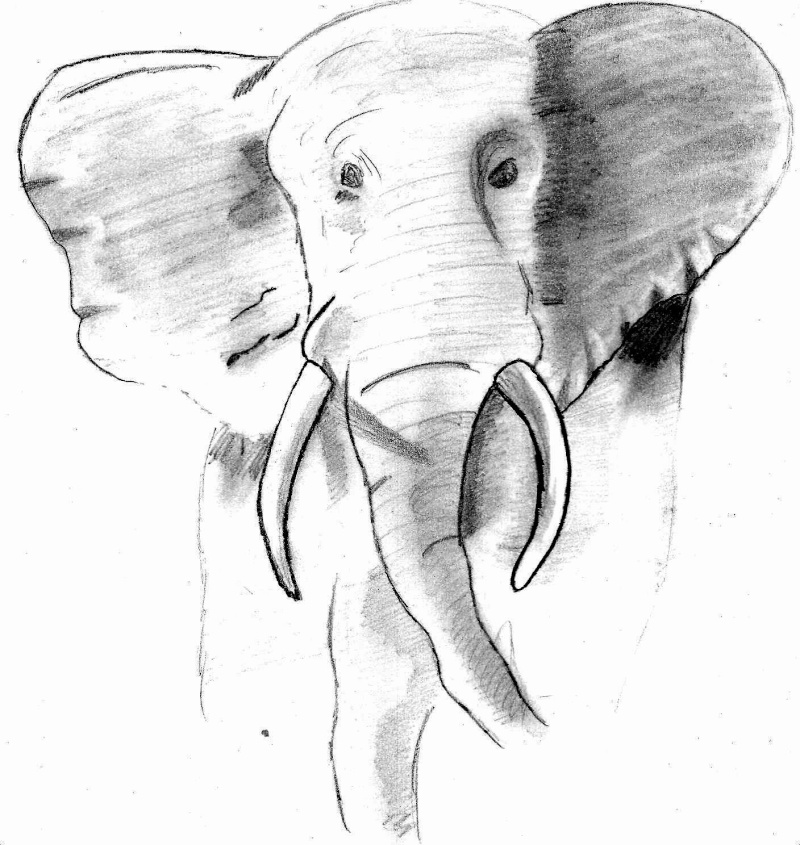 Mes dessins [besoin de conseils] Elepha10