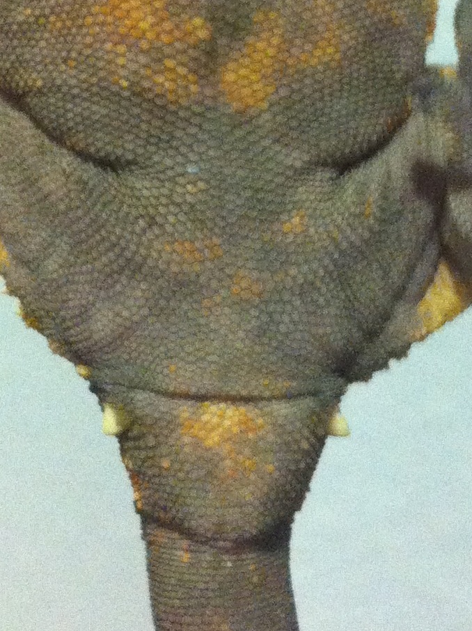 Rhacodactylus qui en mord un autre Photo16
