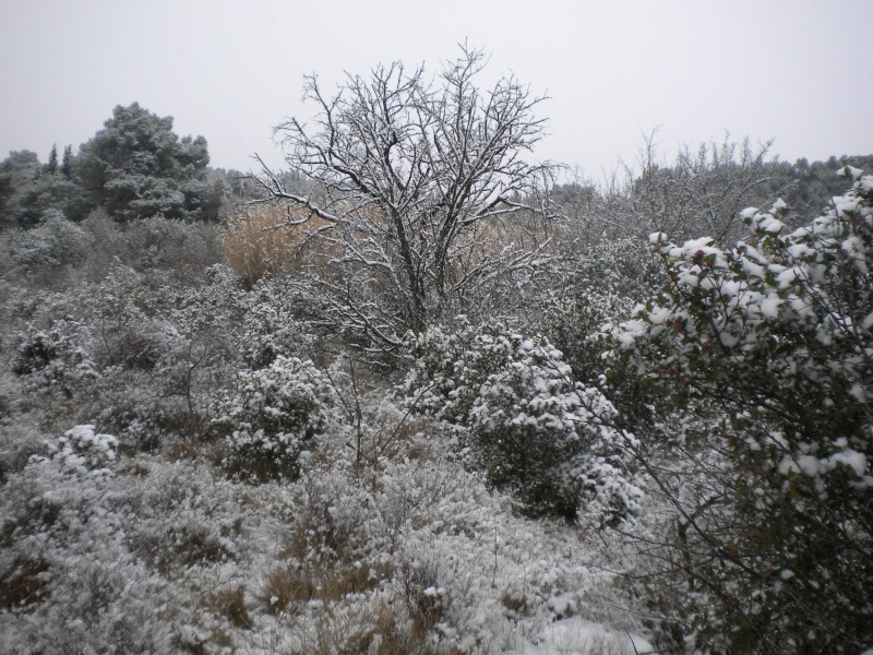 Une partie dans la neige ?  Dscn1918