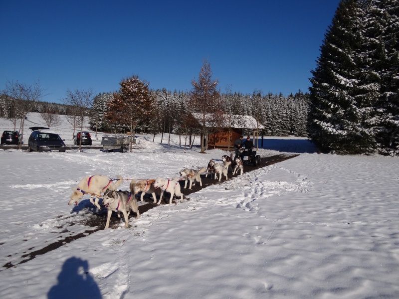 training mit unseren Dogs Dsc05310