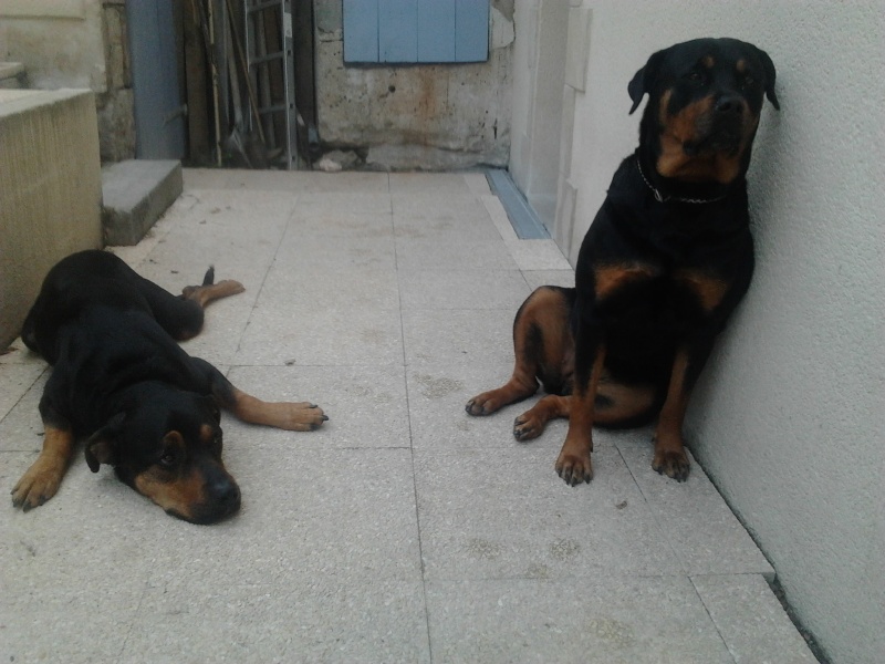 Falco Rottweiler x Beauceron Photo010