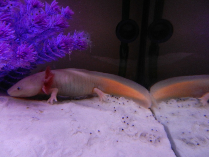 Les 3 pontes de mes Axolotls Oeufs_10