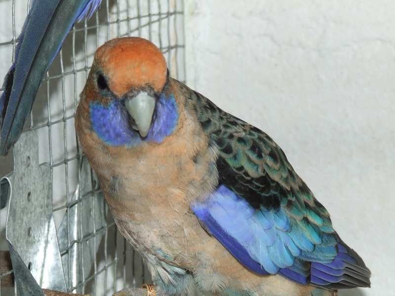 pennant bleu male et femelle orange Dscf2214