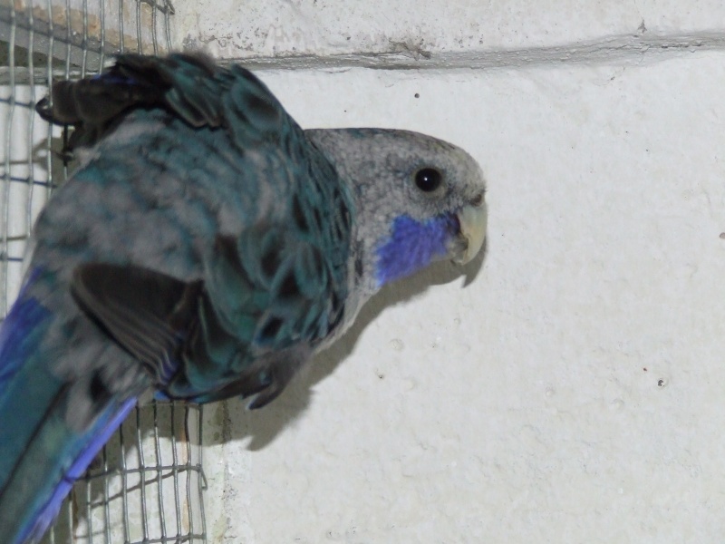 pennant bleu male et femelle orange Dscf2215