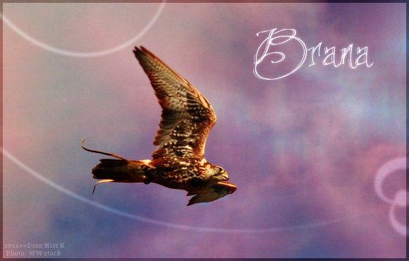 Oiseaux Brana10