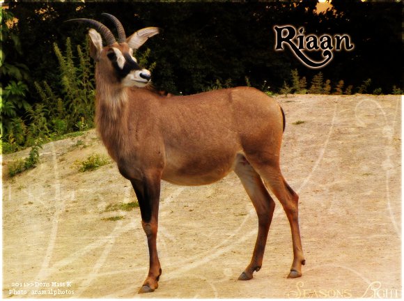 Riaan - Mâle - Antilope - Adulte Riaan10