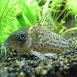 I pesci pulitori non mangiano solo escrementi, rischio morte più velocemente! 231_bi10