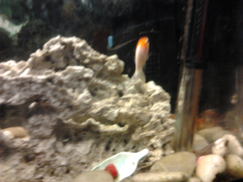Foto acquario pesci rossi Pesce110
