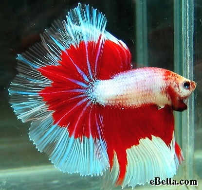 Quelle est sa couleur? Betta_10