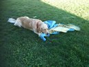 cimba golden retriver Cimba_12