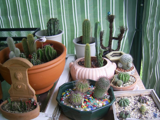 mes petits cactus Pic_2614