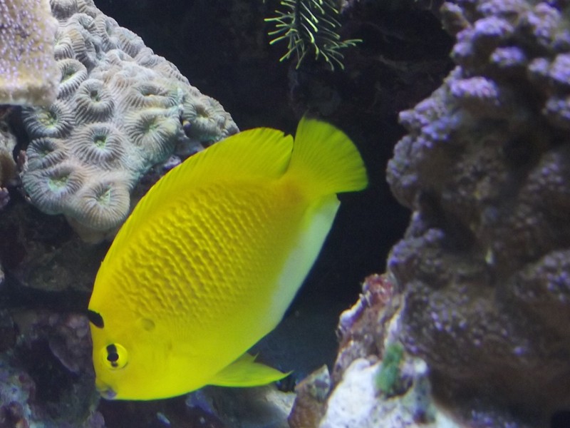 [Belgique] L'aquarium de Liège Photo_11