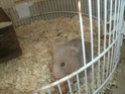 Est-ce que mon hamster est une syrienne ? Gedc0017