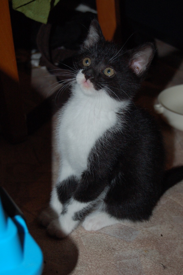 Mao, chatonne noire et blanche, née fin avril 2012 Dsc_2422