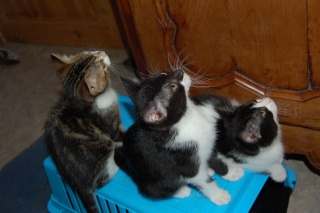Mao, chatonne noire et blanche, née fin avril 2012 Dsc_2517
