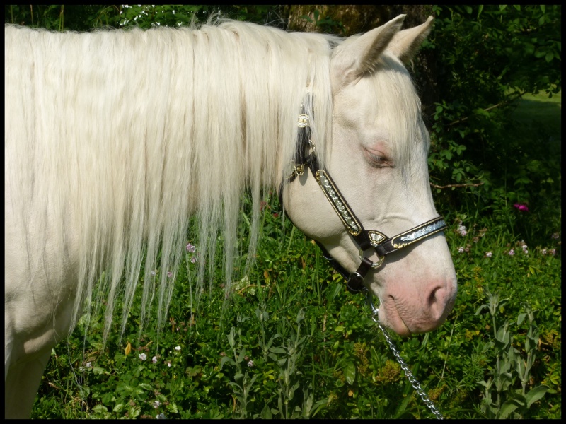 Présentation de Steady Young Gun QH Cremello P1020311