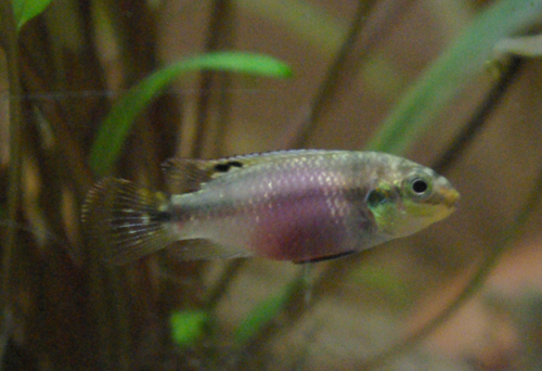 Pelvicachromis subocellatus "matadi " Imgp9911