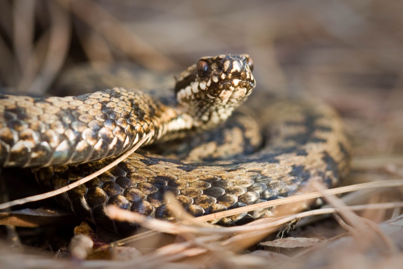 Wild snakes, November. Img_6010