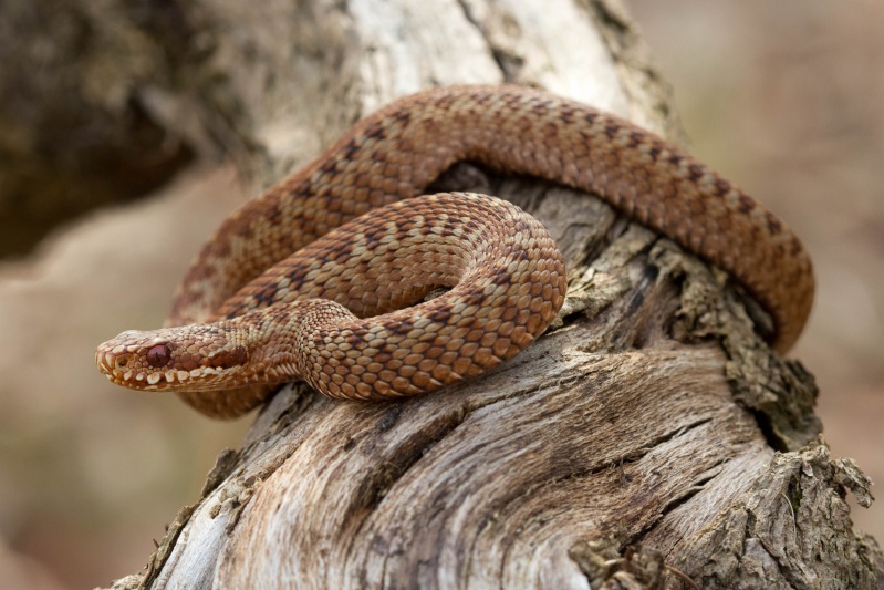 Some adder shots from this spring. Img_7011