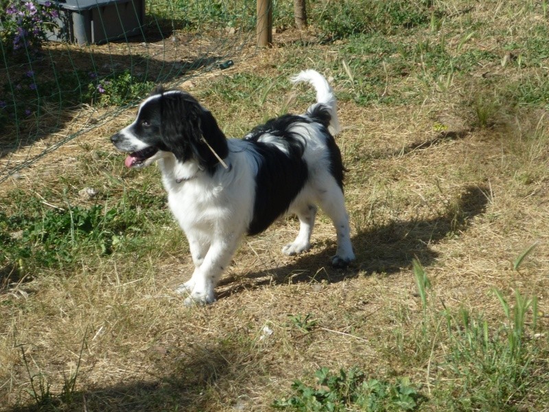 2 CHIENS DIPARUS A ST LOUBES P1090210