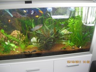 Mon aquarium Img_0920