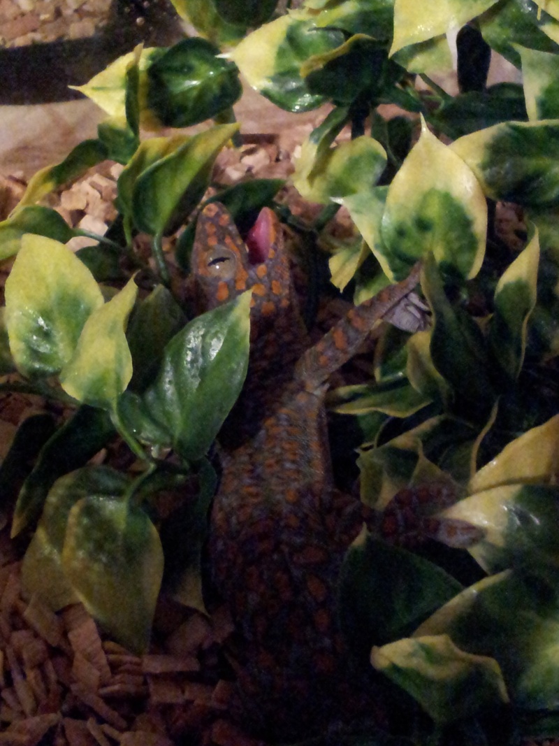 [Vidéo 4eme pages]Gecko gecko (Tokay) 20120412