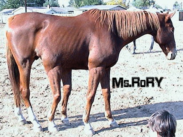 caballo con 6 patas 2905811