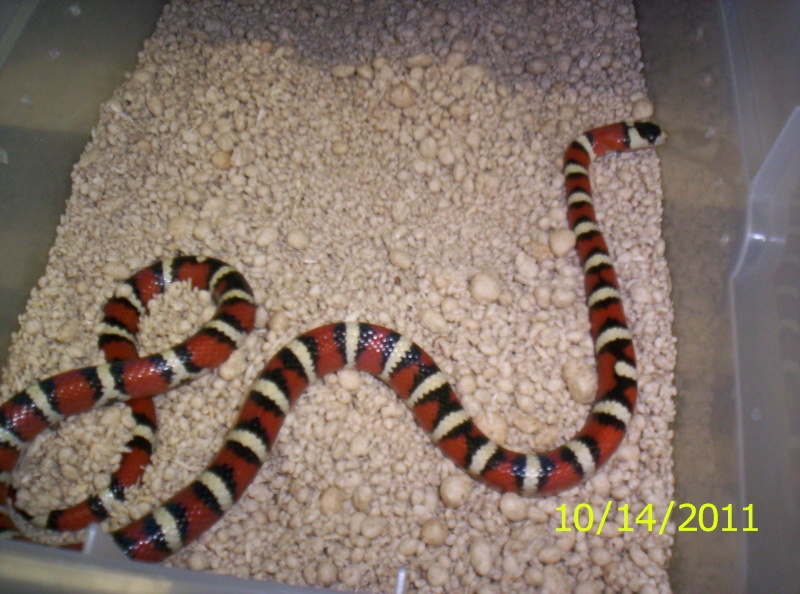 Some of my snakes... 5b10