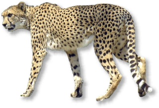 Akaichis Fähigkeiten Gepard10