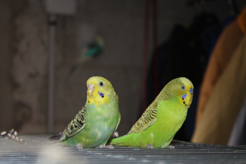 Mes dudus Photo_11